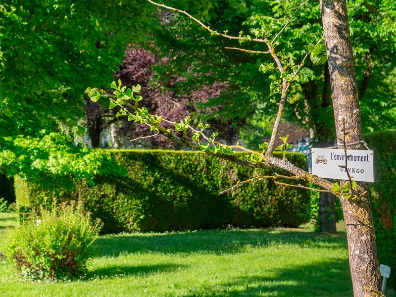 camping-environnement-ginko